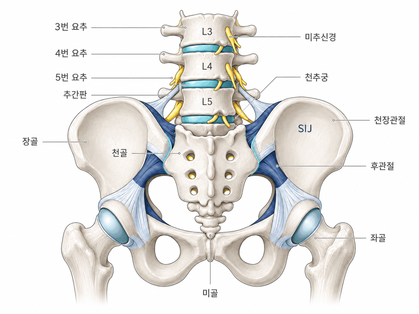 강직성 척추염이 주로 침범하는 요추와 천장관절(Sacroiliac joint), 천골을 표시한 의학 해부도